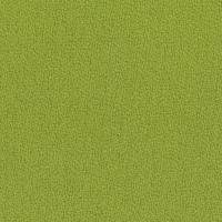 Grade 1 - Oasis Fern